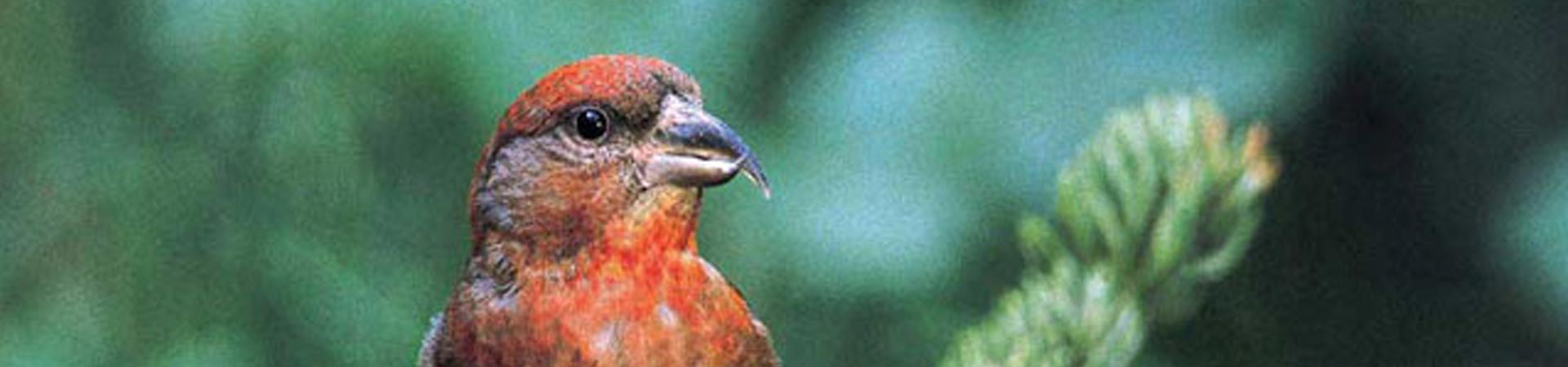 Biodiversity